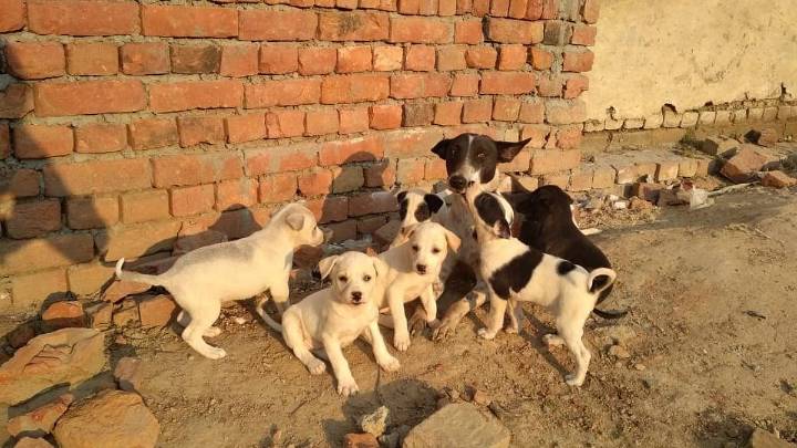 Stray Dogs Case: SC Directs Chief Secretaries Of States, UTs To Appear Before It On Nov 3