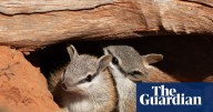 Baby numbats spotted at two wildlife sanctuaries in hopeful sign for one of Australia’s rarest marsupials