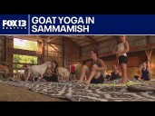 Goat yoga for a great cause