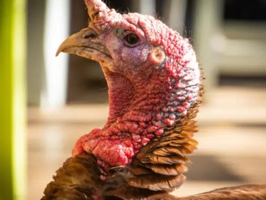 Avian Influenza Confirmed in Becker, Kandiyohi, and Todd Counties