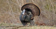Chris Ellis: Fall turkey season still special