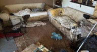 2 Northglenn women charged with 109 animal cruelty counts
