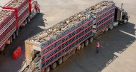 Sheep industry grants $139.8m transition plan: in full swing.