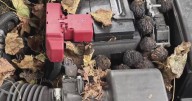 Why do squirrels build nests under car hoods?