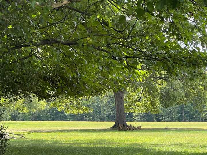 Before letting the dogs out, Parma Heights crafts dog park ordinance