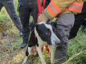 Rescatan a perrito que permaneció atrapado en un pozo