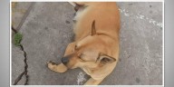 Muere “Canelita”, perra que cayó de un segundo piso en centro comercial de Toluca