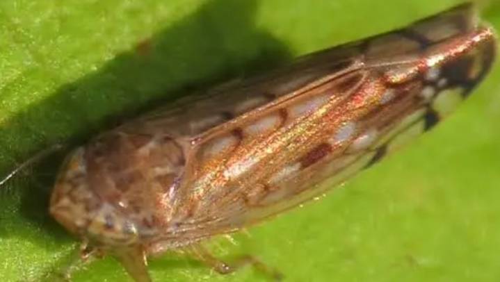 ¿Qué tan peligrosa es Osbornellus para los humanos? Éstas son las enfermedades que puede causa...