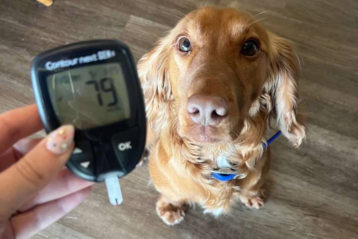 Service Dog Separated from Boy, 5, Alerts Mom About His Low Blood Sugar (Exclusive)