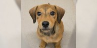 Pet of the Week: Meet Rascal!