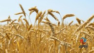 La CNC apoya destinar el "huachicol" ilegal para uso agrícola