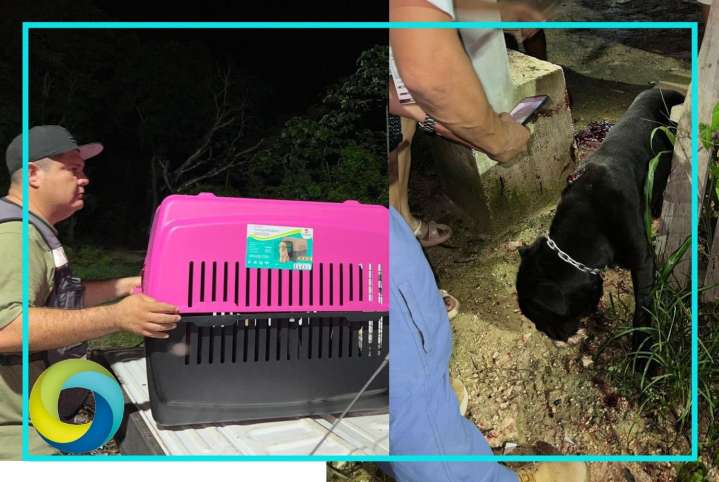 Condena alcaldesa de BJ maltrato animal tras agresiones a perritos