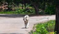 Hyderabad zoo set to enhance Safari experience for visitors