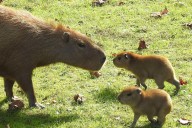Adorable capybara babies are born at a NJ zoo; more on the way