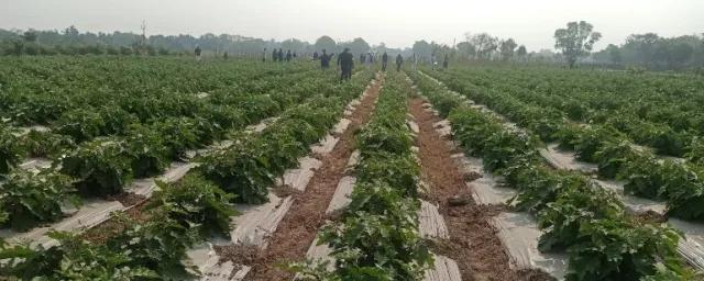 Agriculture Dept. organizes exposure visit for farmers from Sopore