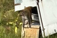 Aggressive Monkeys ‘Destroyed’ After Escaping from Overturned Truck