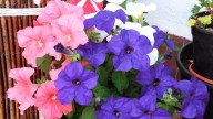 La hermosa planta compacta que transforma tus macetas en un estallido de color y sin esfuerzo