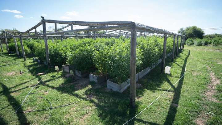 Condenaron a Cachi Nudel, el cerebro detrás del vivero narco de Arroyo Leyes