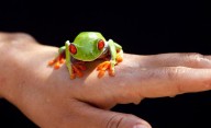 Pensioner rushed to hospital after swallowing eight live frogs to ease back pain