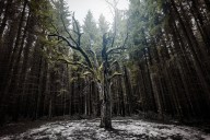 How do trees die?