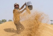 Govt raises wheat MSP by 6.59 pc to Rs 2,585 per quintal for 2026