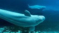 Canada denies Marineland's request to export its remaining beluga whales to China