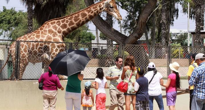 Adiós a los zoológicos en Perú: buscan clausurar el Parque de las Leyendas y otros recintos