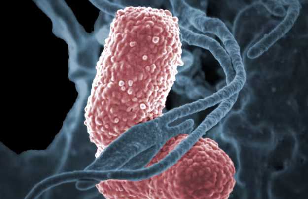 Bacterias superresistentes en hospitales colombianos