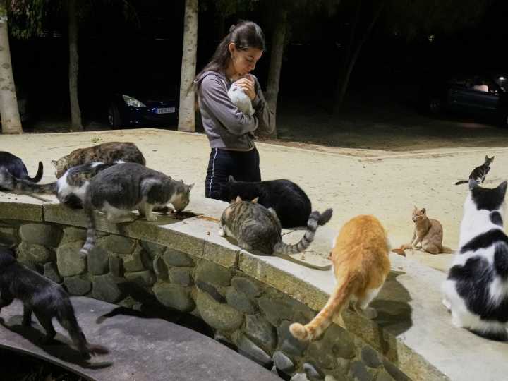 Alarma en Chipre, la "isla de los gatos": ya hay miles de estos felinos en las calles