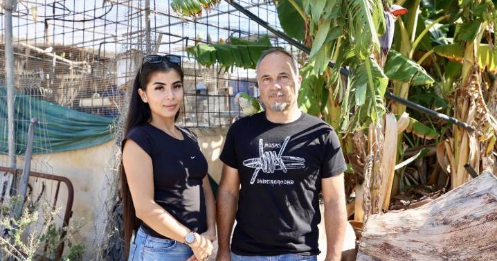 Roban más de 80 pájaros: «Los crié, incluso dormían en mi hombro, eran como mis hijos»