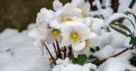 These expert tips will protect your precious garden plants from frost this winter