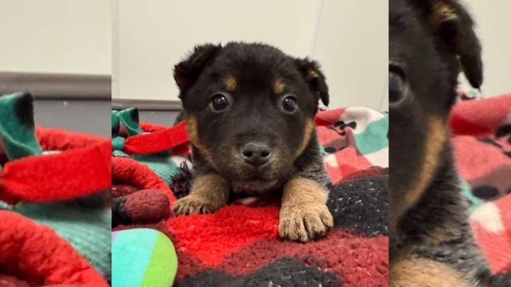 Wisconsin Shelter Puppy Watches His Siblings Leave One By One And Waits For His Turn