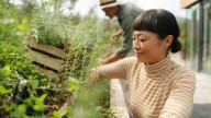 12 Garden Herbs You Should Be Dividing In The Fall