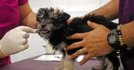Get your pets up to date on vaccines at free clinic in Tucson