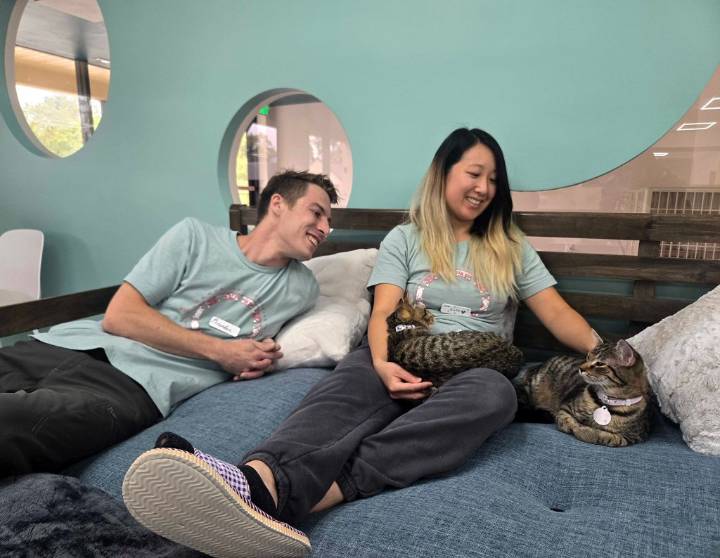 Luna Cat Collective brings adoptable cats to Ellicott City