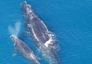 A whale of a good story