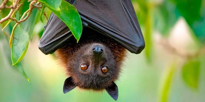 Un resplandor verde en murciélagos de América del Norte sorprende a la ciencia y abre incógnitas sobre la vida nocturna