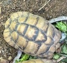 Police Hunt for Shell-Shocking Zoo Thieves