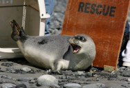 Arctic seals and more than half of bird species are in trouble on latest list of threatened species