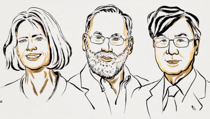 Qué son las células T reguladoras, el descubrimiento por el que tres científicos ganaron el Nobel de Medicina 2025