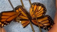 Mariposa monarca recibe trasplante de alas y se salva de la muerte: la operación fue grabada en video