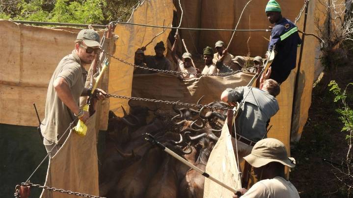 Reviving this African game reserve meant catching and transporting hundreds of wild animals