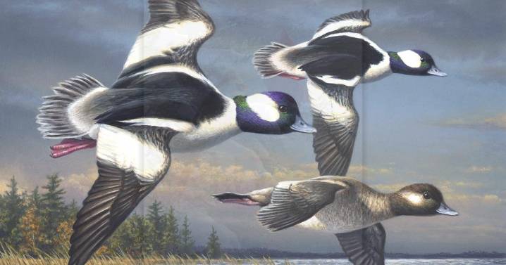 Minnesota artist Jim Hautman wins federal duck stamp competition for seventh time
