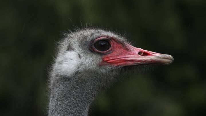 ‘Something is rotten in Ottawa’: fight to save B.C. ostriches ramps up with Trump ally weighing in