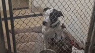 Florida Pup Left Behind Twice Waits With His Paw Outstretched, Hoping Someone Will Finally Choose Him