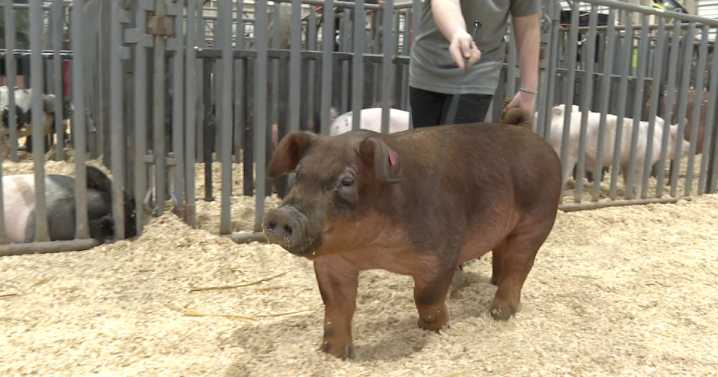Teen turns passion for pig showing into scholarship success at Heart O' Texas Fair and Rodeo