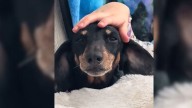 Virginia Dog Overcomes Wrongful Surrender And Finds A Loving Forever Home