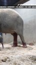Columbus Zoo welcomes second Asian elephant calf this year