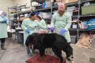 Cheyenne Shelter Takes in Over 75 Animals From Dire Situation