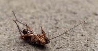 Por matar una cucaracha mujer utiliza lanzallamas improvisado y deja como saldo una persona fallecida y otras ocho heridas en Corea